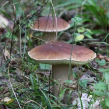 Белые грибы-min